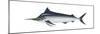 Black Marlin (Istiompax Indica), Fishes-Encyclopaedia Britannica-Mounted Poster