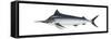 Black Marlin (Istiompax Indica), Fishes-Encyclopaedia Britannica-Framed Stretched Canvas