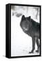 Black Melanistic Variant of North American Timber Wolf (Canis Lupus) in Snow, Austria, Europe-Louise Murray-Framed Stretched Canvas