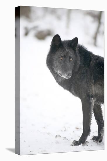 Black Melanistic Variant of North American Timber Wolf (Canis Lupus) in Snow, Austria, Europe-Louise Murray-Stretched Canvas