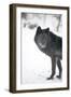 Black Melanistic Variant of North American Timber Wolf (Canis Lupus) in Snow, Austria, Europe-Louise Murray-Framed Photographic Print