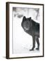 Black Melanistic Variant of North American Timber Wolf (Canis Lupus) in Snow, Austria, Europe-Louise Murray-Framed Photographic Print