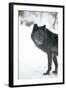 Black Melanistic Variant of North American Timber Wolf (Canis Lupus) in Snow, Austria, Europe-Louise Murray-Framed Photographic Print