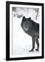 Black Melanistic Variant of North American Timber Wolf (Canis Lupus) in Snow, Austria, Europe-Louise Murray-Framed Photographic Print