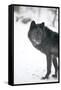 Black Melanistic Variant of North American Timber Wolf (Canis Lupus) in Snow, Austria, Europe-Louise Murray-Framed Stretched Canvas