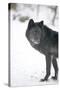 Black Melanistic Variant of North American Timber Wolf (Canis Lupus) in Snow, Austria, Europe-Louise Murray-Stretched Canvas