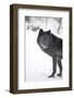 Black Melanistic Variant of North American Timber Wolf (Canis Lupus) in Snow, Austria, Europe-Louise Murray-Framed Photographic Print