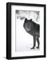 Black Melanistic Variant of North American Timber Wolf (Canis Lupus) in Snow, Austria, Europe-Louise Murray-Framed Photographic Print