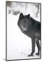 Black Melanistic Variant of North American Timber Wolf (Canis Lupus) in Snow, Austria, Europe-Louise Murray-Mounted Photographic Print