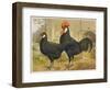 Black Minorca Cock and Hen-null-Framed Art Print