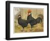 Black Minorca Cock and Hen-null-Framed Art Print