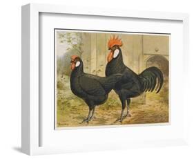 Black Minorca Cock and Hen-null-Framed Art Print