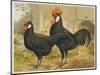 Black Minorca Cock and Hen-null-Mounted Art Print