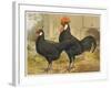 Black Minorca Cock and Hen-null-Framed Art Print