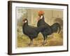 Black Minorca Cock and Hen-null-Framed Art Print