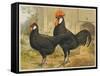 Black Minorca Cock and Hen-null-Framed Stretched Canvas