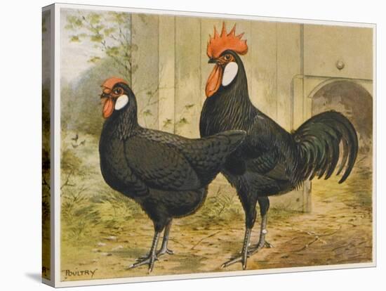 Black Minorca Cock and Hen-null-Stretched Canvas