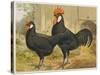 Black Minorca Cock and Hen-null-Stretched Canvas