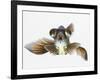 Black Moor Goldfish (Carassius Auratus)-Don Farrall-Framed Photographic Print