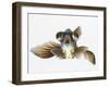 Black Moor Goldfish (Carassius Auratus)-Don Farrall-Framed Photographic Print