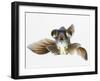 Black Moor Goldfish (Carassius Auratus)-Don Farrall-Framed Photographic Print