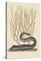 Black Moray Eel-Mark Catesby-Stretched Canvas