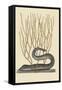 Black Moray Eel-Mark Catesby-Framed Stretched Canvas