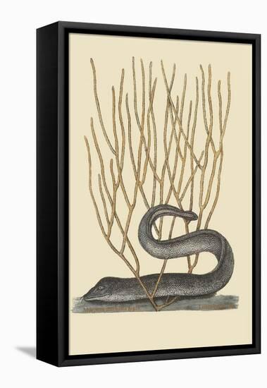 Black Moray Eel-Mark Catesby-Framed Stretched Canvas