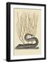 Black Moray Eel-Mark Catesby-Framed Art Print