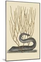 Black Moray Eel-Mark Catesby-Mounted Art Print