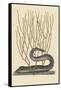 Black Moray Eel-Mark Catesby-Framed Stretched Canvas