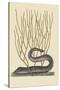 Black Moray Eel-Mark Catesby-Stretched Canvas