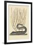 Black Moray Eel-Mark Catesby-Framed Art Print