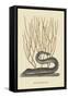 Black Moray Eel-Mark Catesby-Framed Stretched Canvas