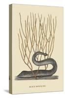 Black Moray Eel-Mark Catesby-Stretched Canvas