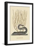 Black Moray Eel-Mark Catesby-Framed Art Print