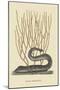 Black Moray Eel-Mark Catesby-Mounted Art Print