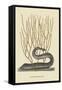 Black Moray Eel-Mark Catesby-Framed Stretched Canvas