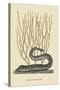 Black Moray Eel-Mark Catesby-Stretched Canvas