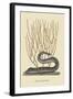 Black Moray Eel-Mark Catesby-Framed Art Print