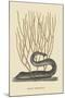 Black Moray Eel-Mark Catesby-Mounted Art Print