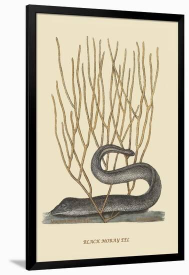 Black Moray Eel-Mark Catesby-Framed Art Print