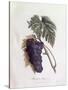 Black Muscat Grapes Henry Louis Duhamel Du Monceau, Botanical Plate by Pierre Jean Francois Turpin-null-Stretched Canvas