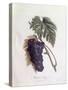 Black Muscat Grapes Henry Louis Duhamel Du Monceau, Botanical Plate by Pierre Jean Francois Turpin-null-Stretched Canvas