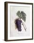 Black Muscat Grapes Henry Louis Duhamel Du Monceau, Botanical Plate by Pierre Jean Francois Turpin-null-Framed Giclee Print