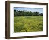 Black Mustard, Cass County, Missouri, USA-Charles Gurche-Framed Photographic Print