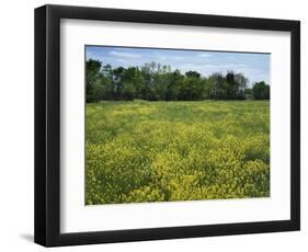 Black Mustard, Cass County, Missouri, USA-Charles Gurche-Framed Photographic Print