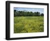 Black Mustard, Cass County, Missouri, USA-Charles Gurche-Framed Photographic Print