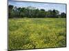 Black Mustard, Cass County, Missouri, USA-Charles Gurche-Mounted Photographic Print