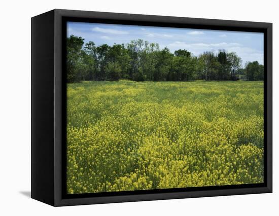 Black Mustard, Cass County, Missouri, USA-Charles Gurche-Framed Stretched Canvas